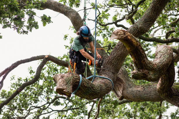 Best Tree Maintenance Programs  in Pecan Plantation, TX