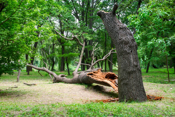 Pecan Plantation, TX Tree Care Company