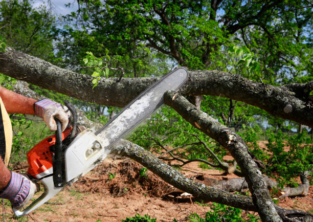 Tree and Shrub Care in Pecan Plantation, TX